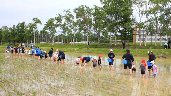 「エルマーとりゅう（年長）組」田植え体験